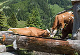 Kühe auf der Wiese