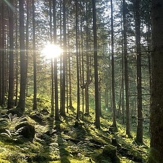Sonnenstrahlen brechen durch die dichten Baumstämme eines grünen Waldes