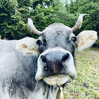 Nahaufnahme einer neugierigen grauen Kuh auf einer grünen Almwiese