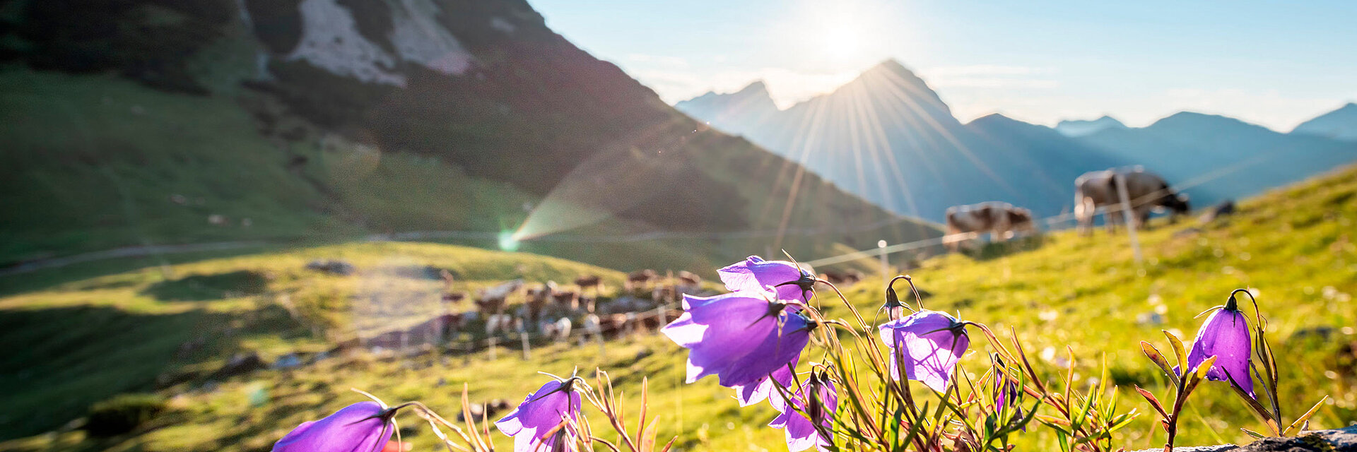 Bloemen in een weide, met bergen en zonnestralen op de achtergrond