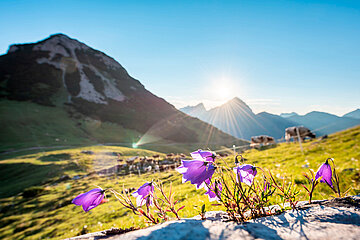 Imposante Berggipfel bei Sonnenschein, im Vordergrund des Bildes sprießen lila Almblumen heraus