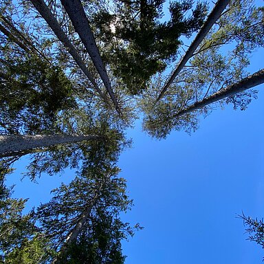 Hast du gewusst, dass ein Spaziergang im Wald richtig gesund ist? Hier kommen 5 Gründe, warum du im Sommer so viel Zeit wie möglich im Wald verbringen solltest. 1. Natürliche Klimaanlage!