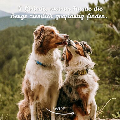 An all unsere vierbeinigen Gäste, die jede Wanderung ein bisschen spannender, jede Pause ein bisschen gemütlicher und jeden Urlaub ein bisschen besser machen: Vielen Dank, dass es euch gibt.