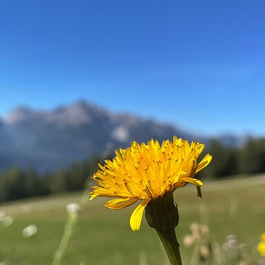 Ferien mit Rundumversorgung im Hotel, das kennst du schon. Aber hast du schon einmal überlegt, deinen Urlaub ganz flexibel und frei in einer gemütlichen Selbstversorgerhütte zu verbringen?