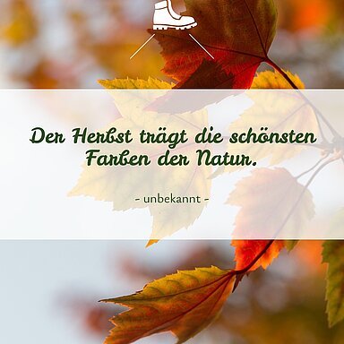 Mal ehrlich: Gibt es etwas Schöneres, als durch einen Herbstwald zu spazieren? Laub raschelt unter den Füßen, die Luft ist klar und frisch und die Bäume zeigen sich in den schönsten Farben.