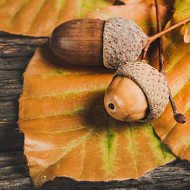 Beim Herbstspaziergang gibt’s für kleine Sammler jede Menge zu entdecken: Kastanien, bunte Blätter, Äste & Co. wandern in die Tasche und werden zu Hause in kleine Kunstwerke verwandelt.