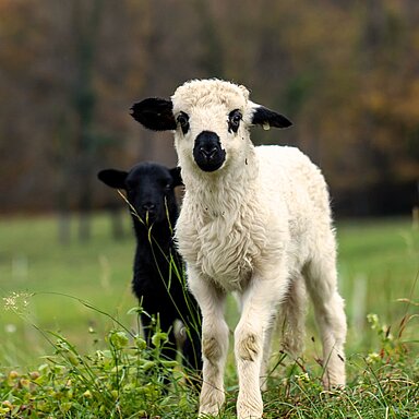 Kleine Wesen, große Aufregung! Am Bauernhof gibt’s im Herbst meist tierischen Nachwuchs – und damit jede Menge Leben im Stall.