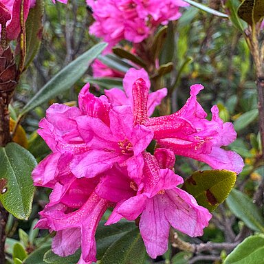 Sei zur richtigen Zeit am richtigen Ort, um die Blütezeit der Almrosen beim Wandern zu erleben. Genau jetzt leuchten die Hänge wieder in kräftigem Pink.