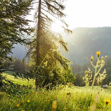Hast du gewusst, dass ein Spaziergang im Wald richtig gesund ist? Hier kommen 5 Gründe, warum du im Sommer so viel Zeit wie möglich im Wald verbringen solltest. 1. Natürliche Klimaanlage!